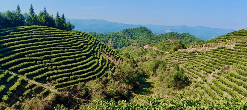 茶香四溢：传统与创新共舞的茶叶零售市场