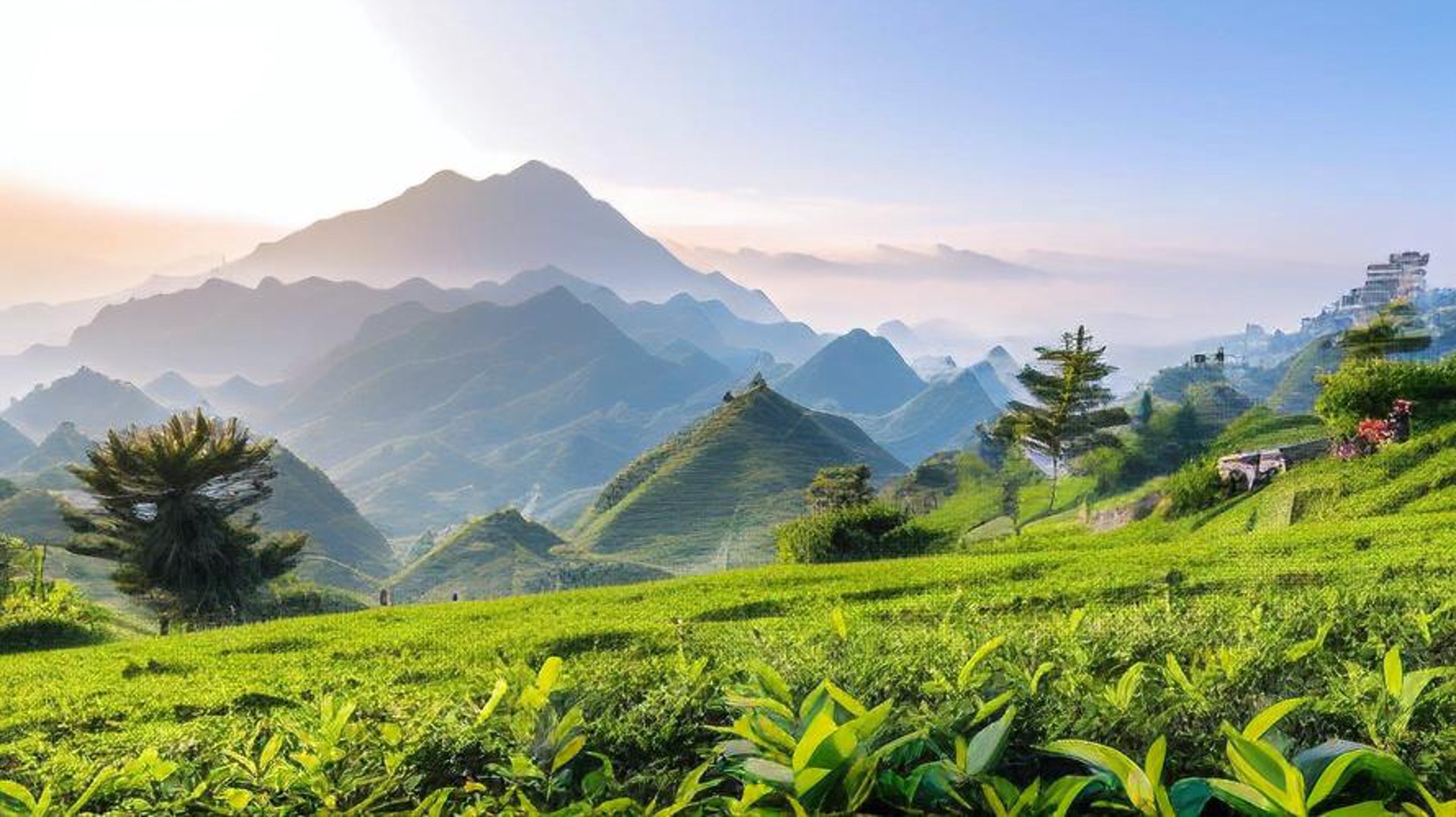 文森茶叶